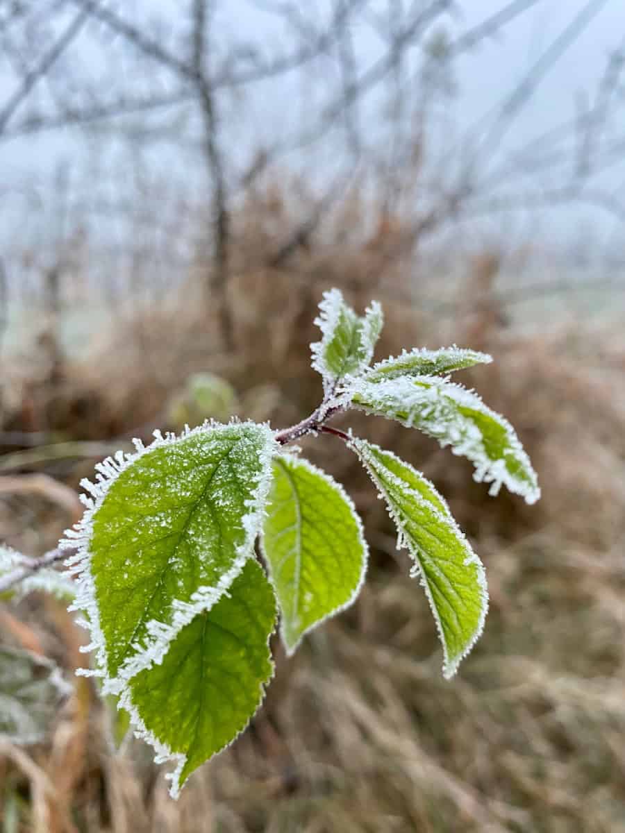صورة مقربة لورقة شجر عليها صقيع